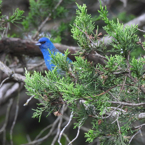 Indigo Bunting