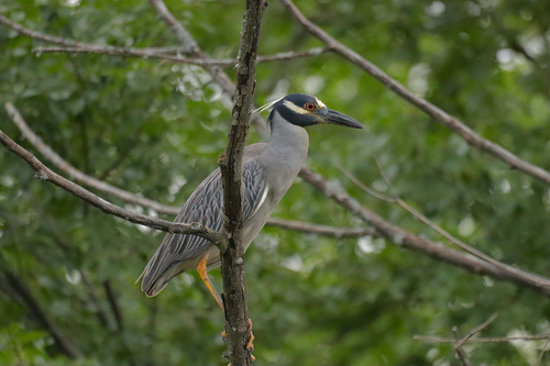 Yellow-crowned Night Heron