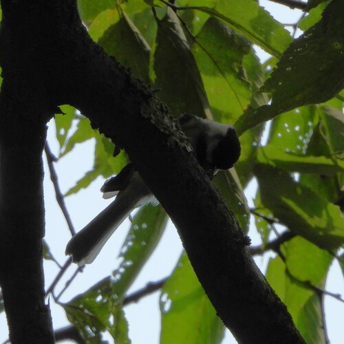 Carolina Chickadee