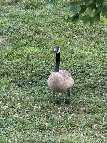 Canada Goose