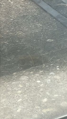 Ovenbird