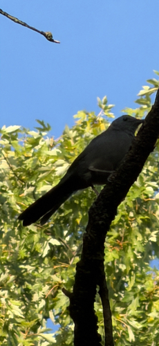 Gray Catbird
