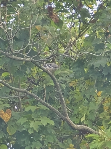 Northern Mockingbird