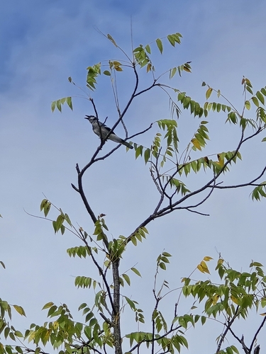 Blue Jay