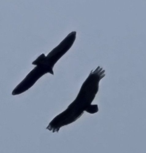 Turkey Vulture
