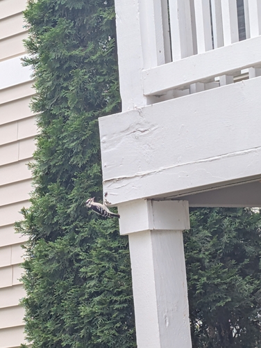 Downy Woodpecker