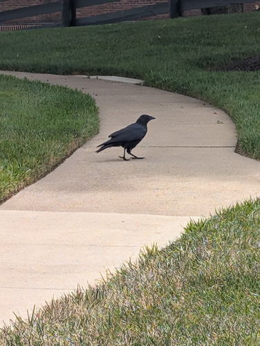American Crow