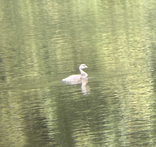 Pied-billed Grebe