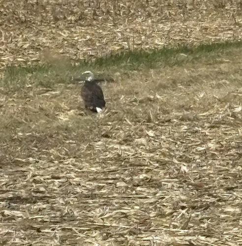Bald Eagle