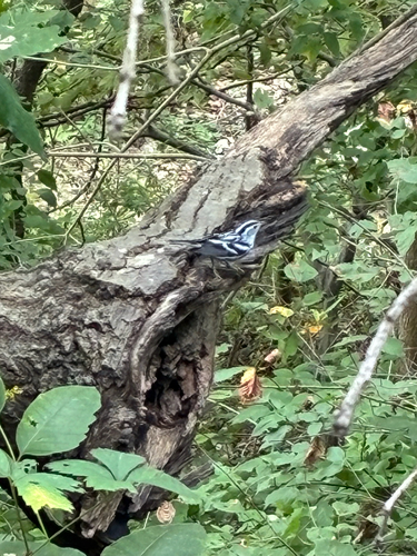 Black-and-white Warbler