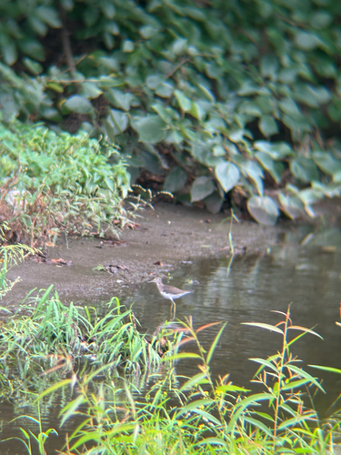Solitary Sandpiper