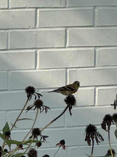 American Goldfinch