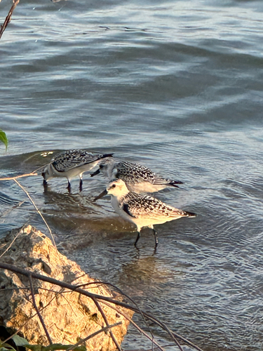 Sanderling