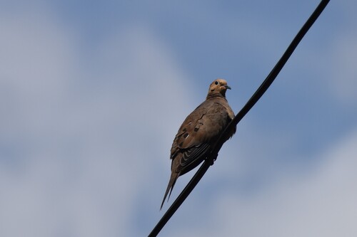 Mourning Dove