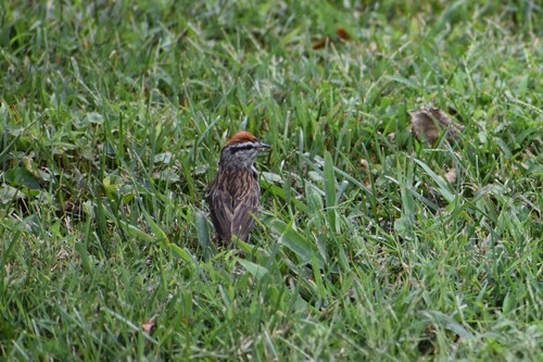 Chipping Sparrow