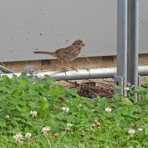 Song Sparrow