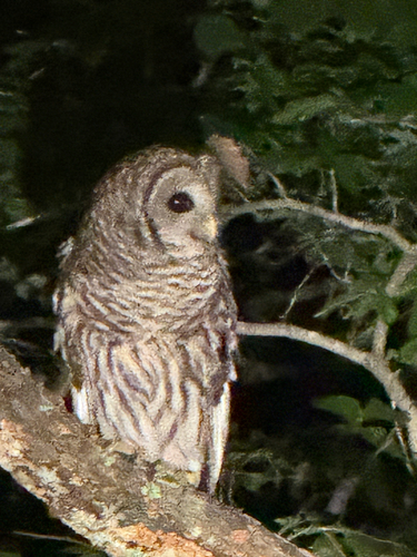 Barred Owl