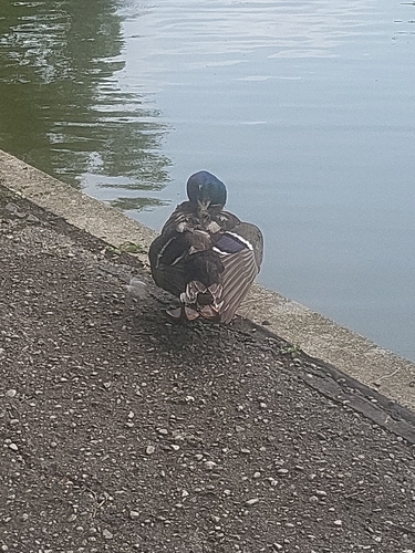 Mallard