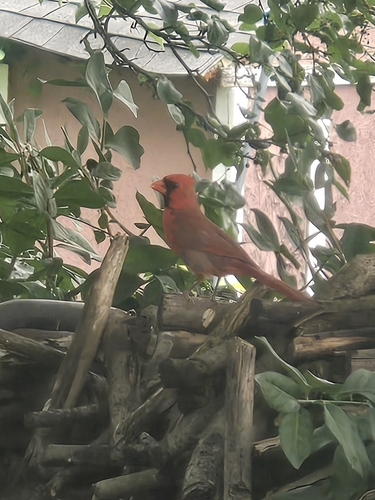 Northern Cardinal