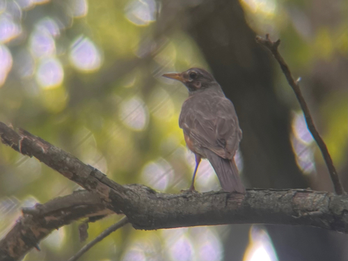 American Robin