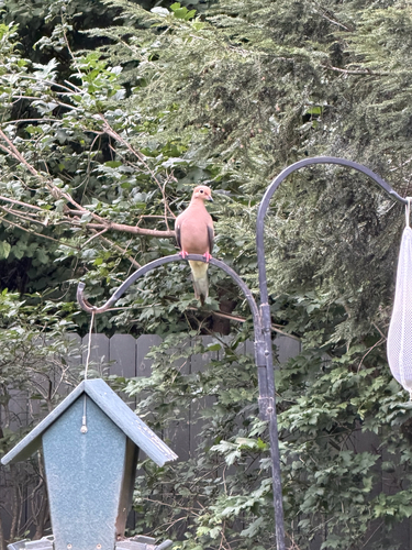 Mourning Dove