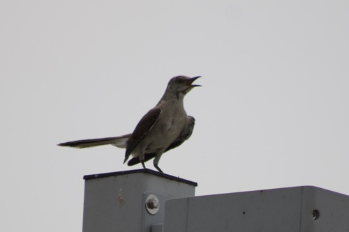 Northern Mockingbird