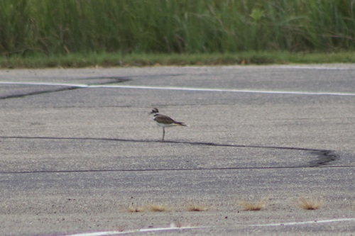 Killdeer