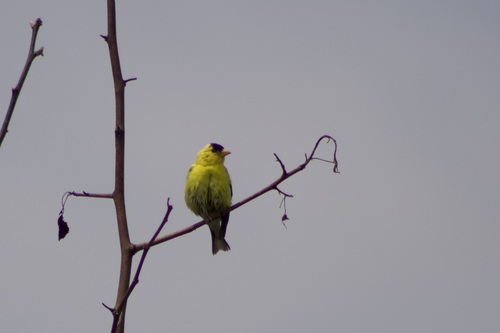 American Goldfinch