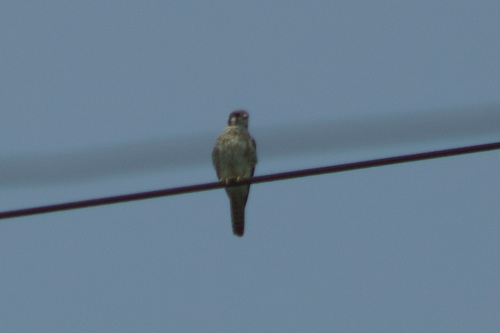 American Kestrel