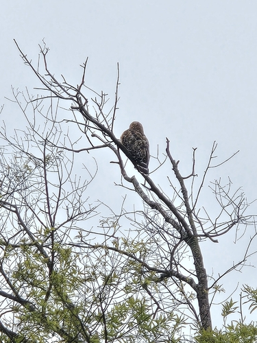 Red-shouldered Hawk