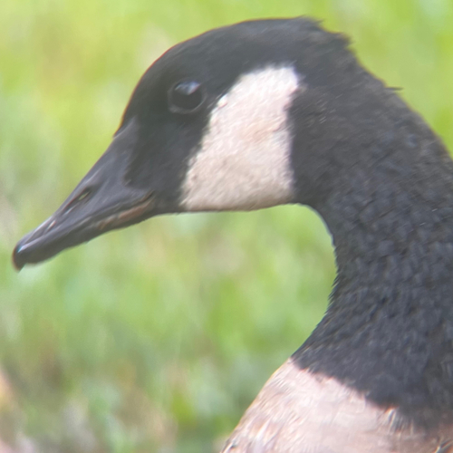 Canada Goose