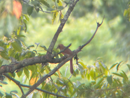 Northern Cardinal